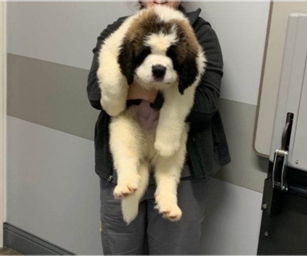 Medium Photo #1  Breeder Profile in DERRY, NH, USA