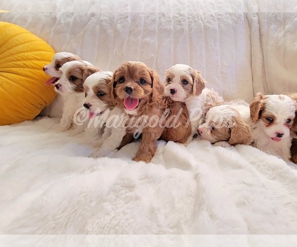 Medium Photo #1  Breeder Profile in LENEXA, KS, USA