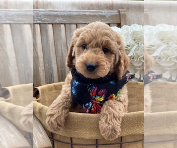 Medium Photo #19  Breeder Profile in AURORA, IL, USA