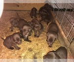 Small breeder photo