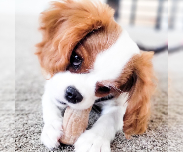 Medium Photo #1  Breeder Profile in HIGHLAND, UT, USA