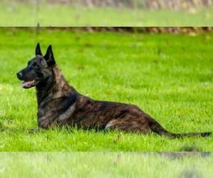 Dutch Shepherd Dog Dog Breeder near WATERTOWN, CT, USA