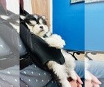 Small #4 Breeder Profile image
