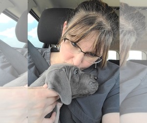 Great Dane Dog Breeder near OGDEN, UT, USA