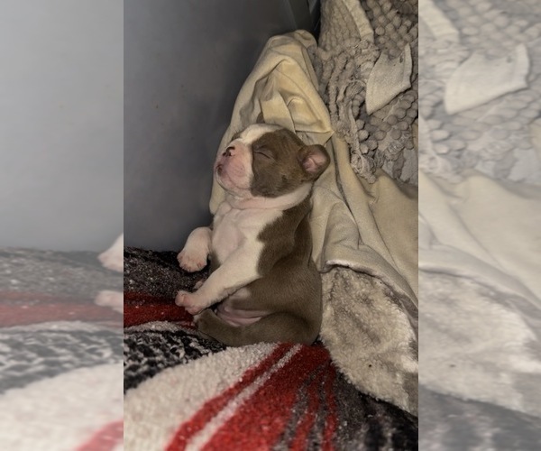 Medium Photo #7  Breeder Profile in SAINT CLAIR SHORES, MI, USA