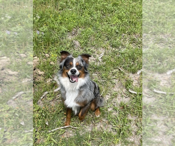 Medium Photo #1  Breeder Profile in IOLA, TX, USA