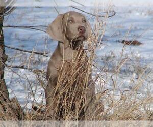 Main photo of Weimaraner Dog Breeder near AMORITA, OK, USA