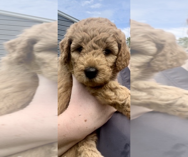 Medium Photo #16  Breeder Profile in FLAT ROCK, NC, USA