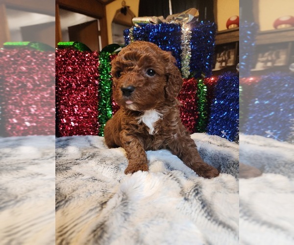 Medium Photo #6  Breeder Profile in NEENAH, WI, USA