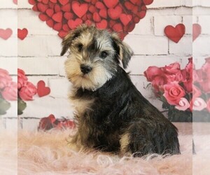 Schnauzer (Miniature) Dog Breeder near HONEY BROOK, PA, USA