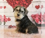 Small breeder photo