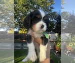 Small #3 Breeder Profile image