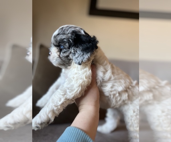 Medium Photo #1  Breeder Profile in CROOKED RIVER RANCH, OR, USA