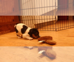 Main photo of Rat Terrier Dog Breeder near OTTAWA, IL, USA