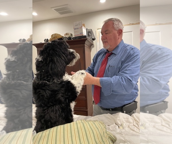 Medium Photo #55  Breeder Profile in BAYTOWN, TX, USA