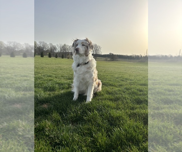 Medium Photo #2  Breeder Profile in NILES, MI, USA