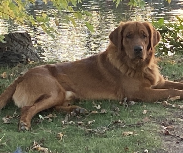Medium Photo #3  Breeder Profile in WINTER, WI, USA