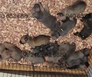 Cane Corso Dog Breeder near LA PLATA, MD, USA