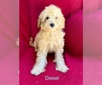 Small #3 Breeder Profile image