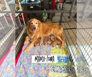 Goldendoodle Dog Breeder near WATKINSVILLE, GA, USA