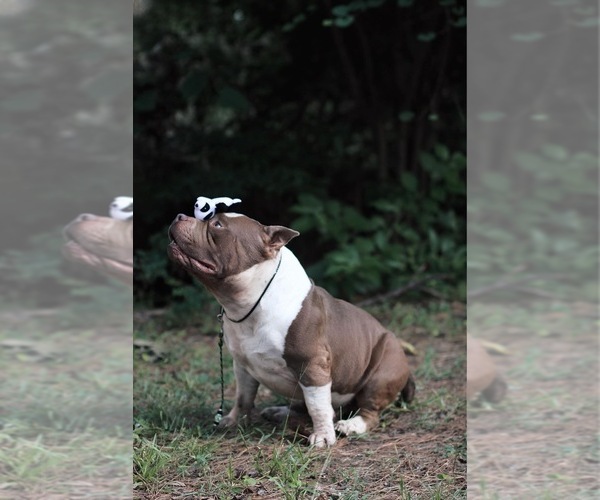 Medium Photo #15  Breeder Profile in ABILENE, TX, USA
