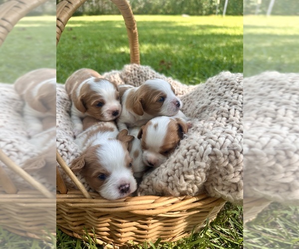 Medium Photo #1  Breeder Profile in ROCHELLE, GA, USA