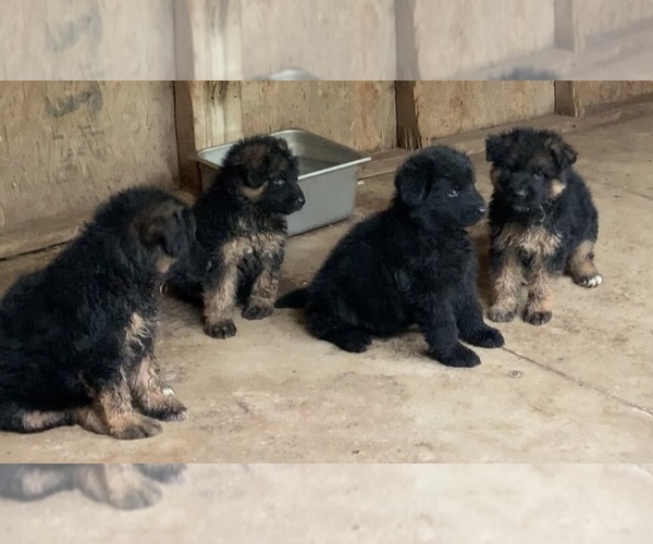 Medium Photo #4  Breeder Profile in SAN ANTONIO, TX, USA