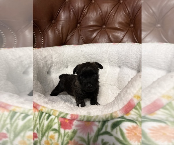 Medium Photo #4  Breeder Profile in ROCKFORD, IL, USA