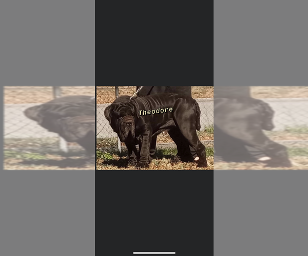 Medium Photo #38  Breeder Profile in MORRISTON, FL, USA