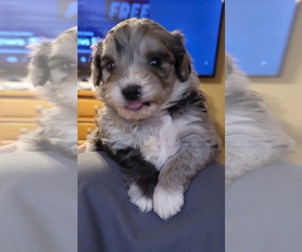 Medium Photo #1  Breeder Profile in BLAIRSVILLE, GA, USA