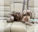 Small Photo #19  Breeder Profile in FRIENDSWOOD, TX, USA
