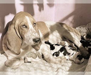 Basset Hound Dog Breeder in FRESNO,  USA