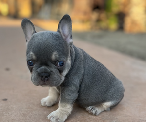 French Bulldog Dog Breeder near SAN JACINTO, CA, USA