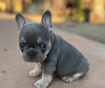 Small breeder photo
