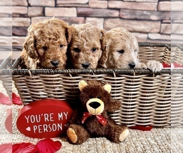 Medium Photo #45  Breeder Profile in HALTOM CITY, TX, USA
