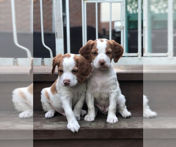 Medium Photo #1  Breeder Profile in SPRINGBORO, OH, USA