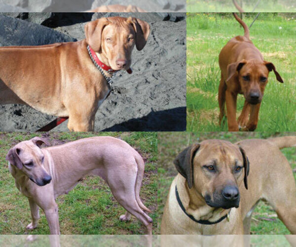 Medium Photo #1  Breeder Profile in OAKVILLE, WA, USA