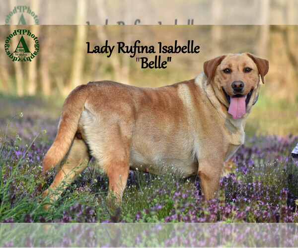 Medium Photo #6  Breeder Profile in BRIDGEWATER, VA, USA