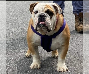 English Bulldog Dog Breeder in MARIETTA,  USA