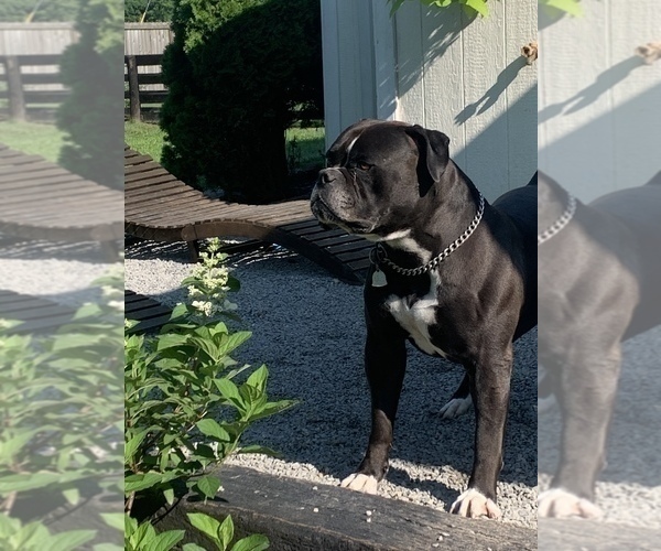 Medium Photo #16  Breeder Profile in COLUMBIA, KY, USA