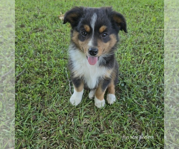 Medium Photo #26  Breeder Profile in LAURINBURG, NC, USA