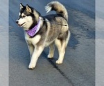 Small #33 Breeder Profile image