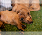 Small #42 Breeder Profile image