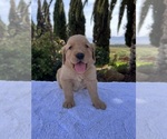 Small #1 Breeder Profile image