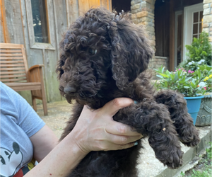 Poodle (Standard) Dog Breeder near DEXTER, MO, USA