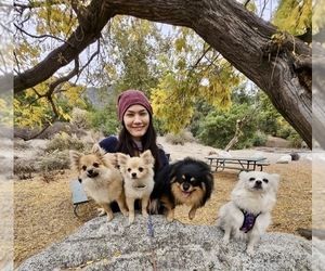 Pomeranian Dog Breeder near SAN GABRIEL, CA, USA