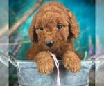 Small #6 Breeder Profile image
