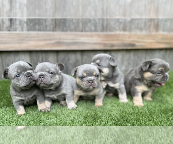 Medium Photo #1  Breeder Profile in INDIANAPOLIS, IN, USA
