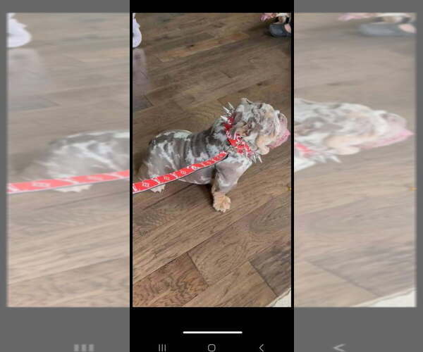 Medium Photo #9  Breeder Profile in ARGYLE, TX, USA