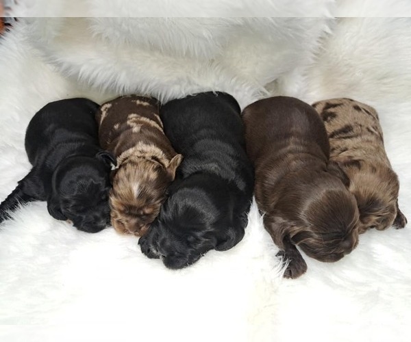 Medium Photo #1  Breeder Profile in MC CALL CREEK, MS, USA